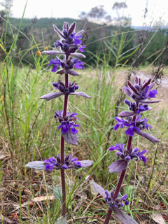 Spring Wildflower Walk